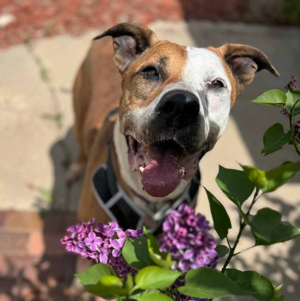 Rowdy - Foster Needed!