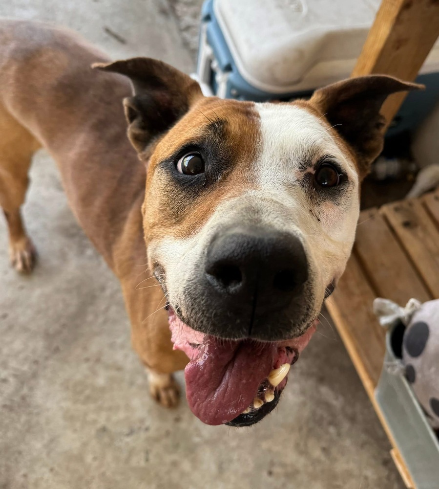 Rowdy - Foster Needed!