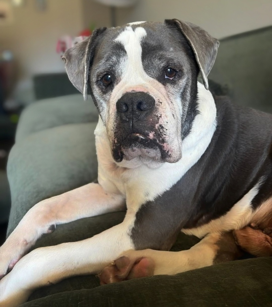 Custard, an adoptable American Bulldog in Denver, CO, 80209 | Photo Image 1