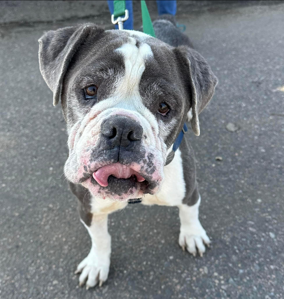 Custard, an adoptable American Bulldog in Denver, CO, 80209 | Photo Image 2