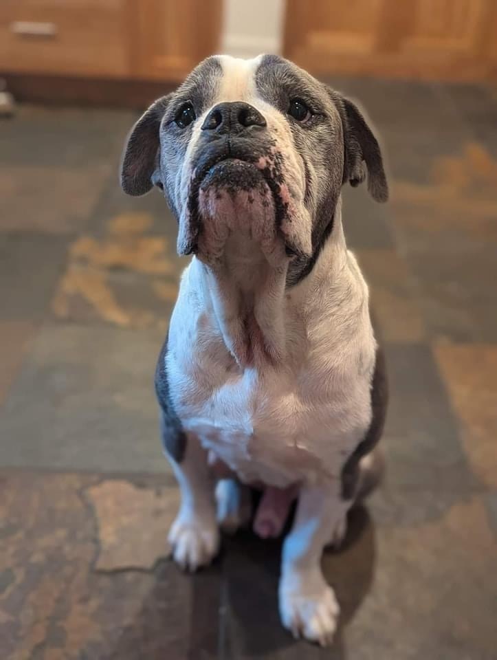 Custard, an adoptable American Bulldog in Denver, CO, 80209 | Photo Image 3