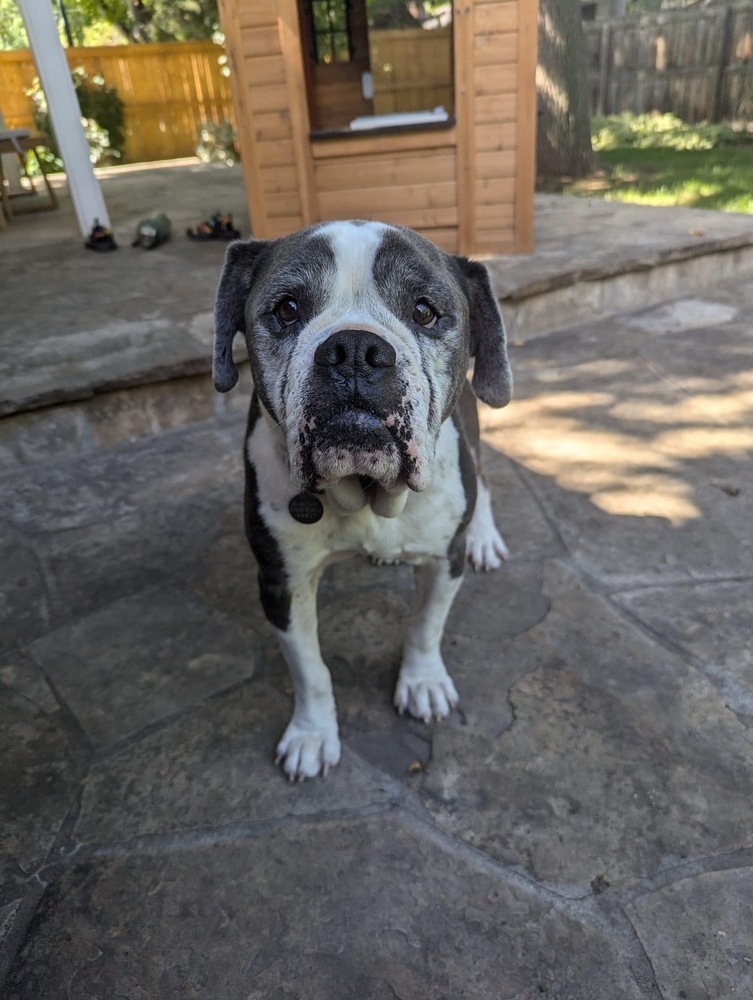 Custard, an adoptable American Bulldog in Denver, CO, 80209 | Photo Image 4