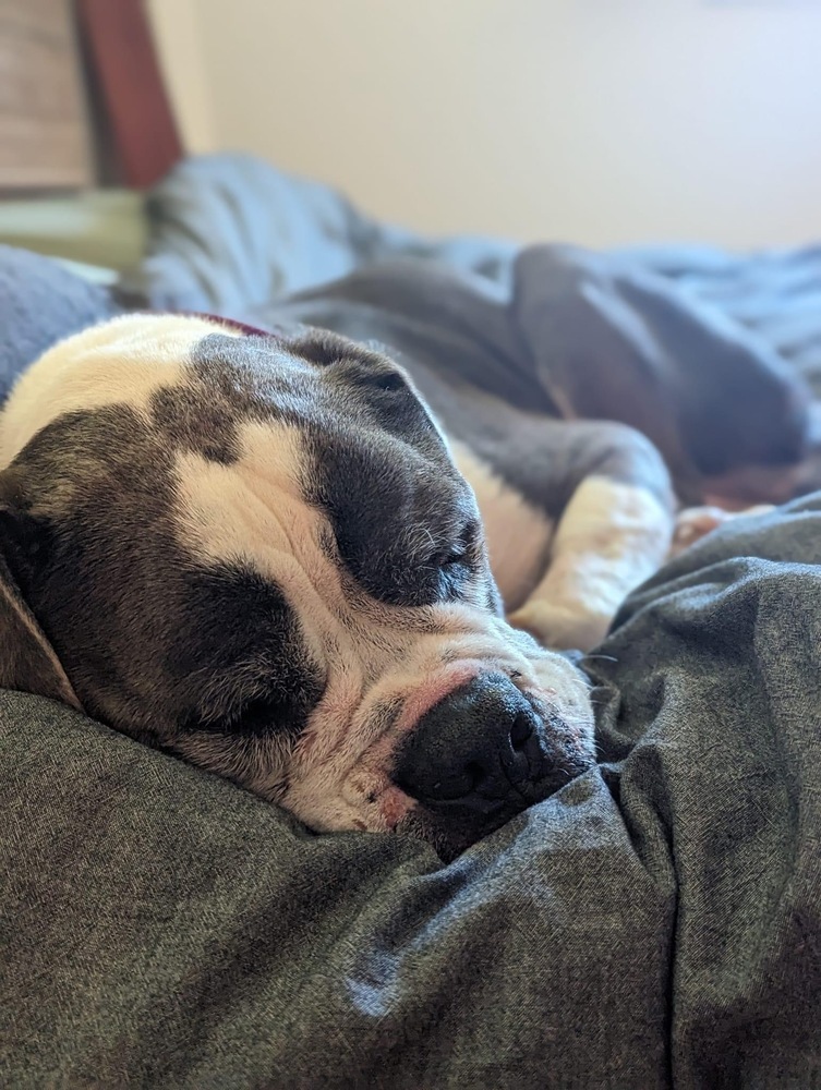 Custard, an adoptable American Bulldog in Denver, CO, 80209 | Photo Image 5
