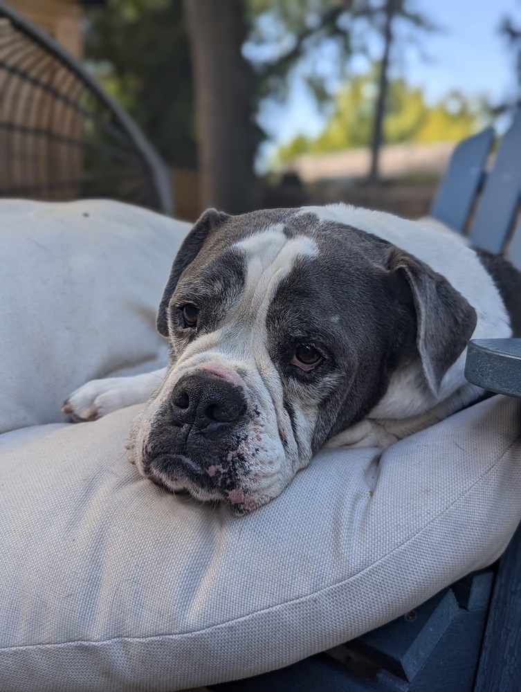 Custard, an adoptable American Bulldog in Denver, CO, 80209 | Photo Image 6