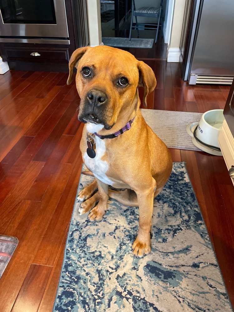 Maverick, an adoptable Boxer, Rottweiler in Denver, CO, 80209 | Photo Image 1