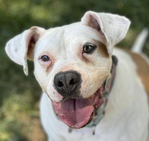 Lacey, Young Female Pit Bull Terrier