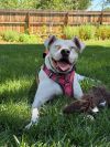 Lacey photo 4