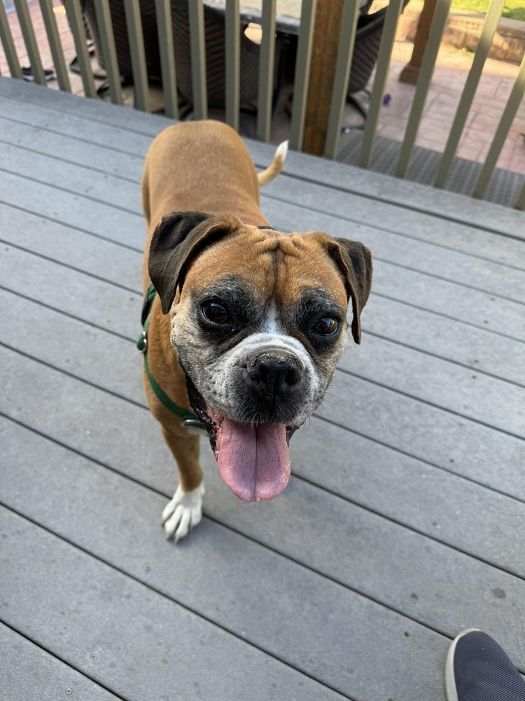 Raygun, an adoptable Boxer in Denver, CO, 80209 | Photo Image 1