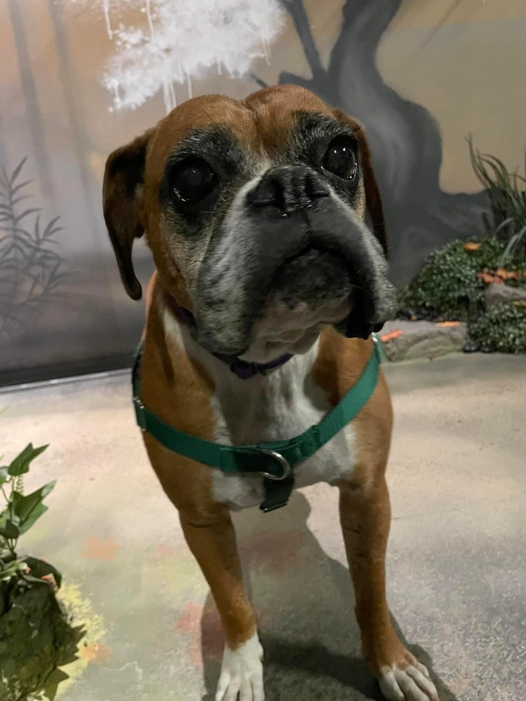 Raygun, an adoptable Boxer in Denver, CO, 80209 | Photo Image 2