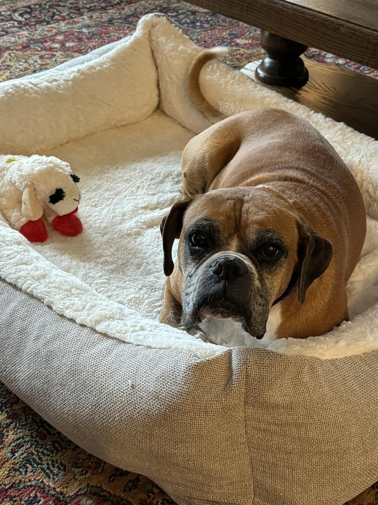 Raygun, an adoptable Boxer in Denver, CO, 80209 | Photo Image 4