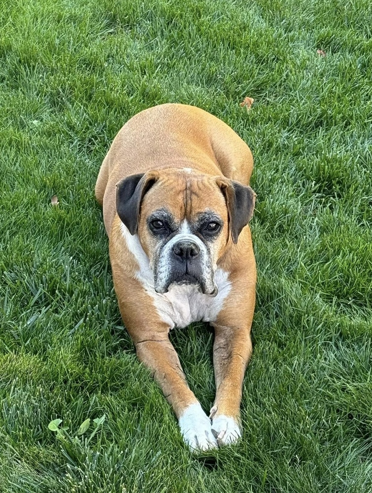 Raygun, an adoptable Boxer in Denver, CO, 80209 | Photo Image 5