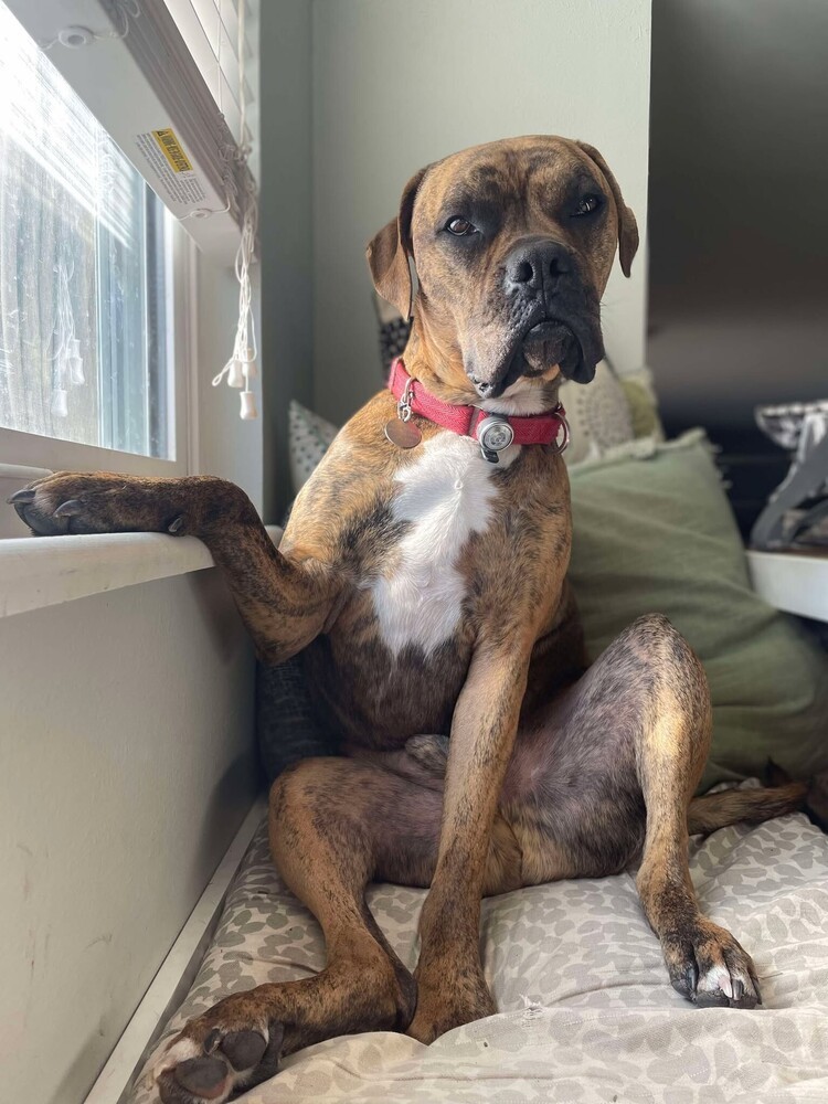 Stetson, an adoptable Boxer in Denver, CO, 80209 | Photo Image 1