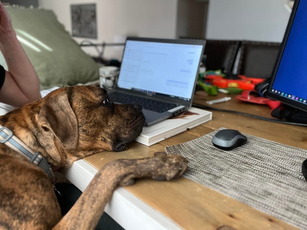 Stetson, an adoptable Boxer in Denver, CO, 80209 | Photo Image 2