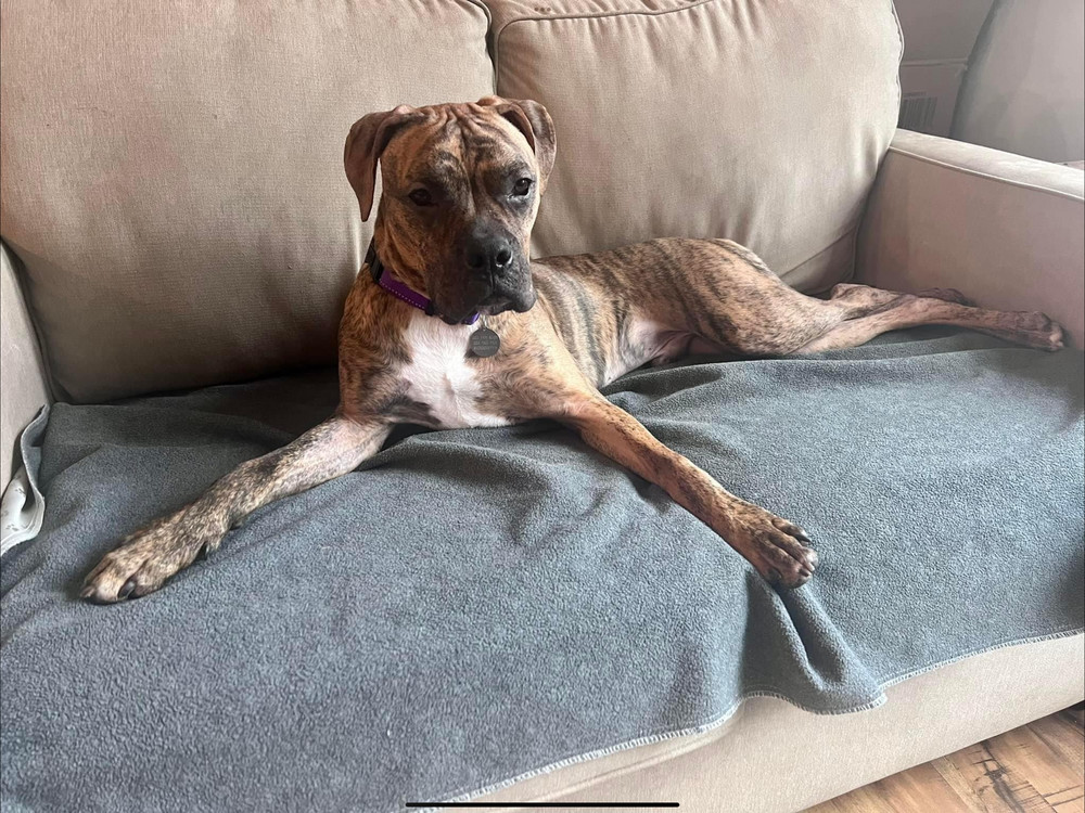 Stetson, an adoptable Boxer in Denver, CO, 80209 | Photo Image 3