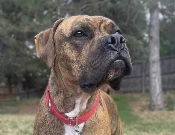 Stetson, an adoptable Boxer in Denver, CO, 80209 | Photo Image 4