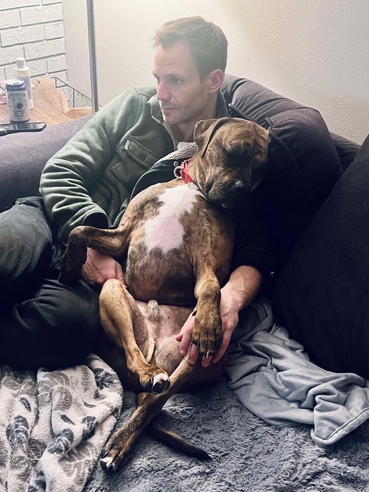 Stetson, an adoptable Boxer in Denver, CO, 80209 | Photo Image 5