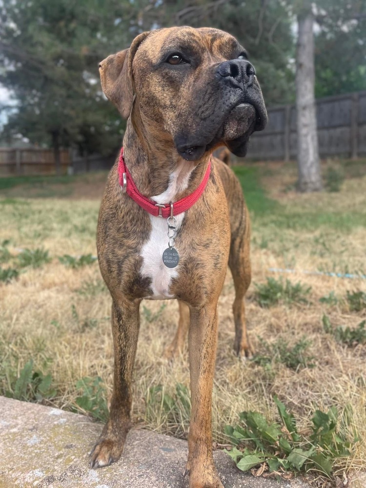 Stetson, an adoptable Boxer in Denver, CO, 80209 | Photo Image 6