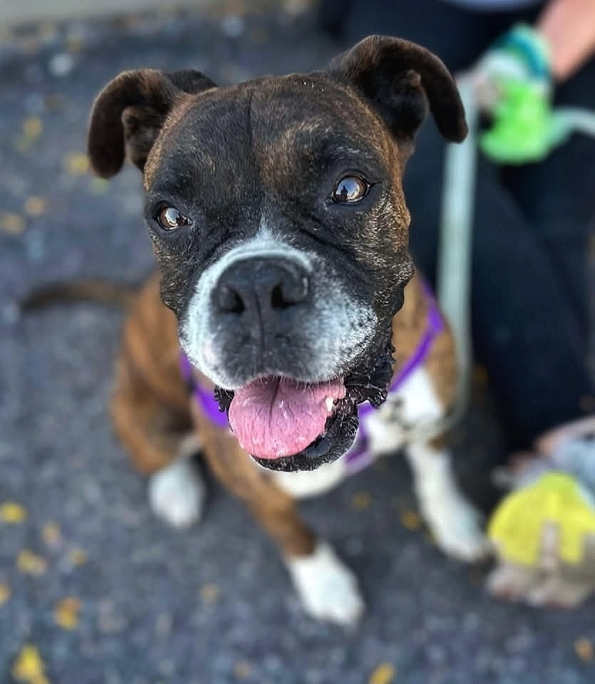 Delia, an adoptable Boxer in Denver, CO, 80209 | Photo Image 1