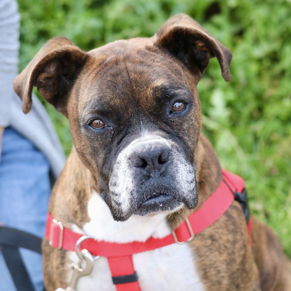 Delia, an adoptable Boxer in Denver, CO, 80209 | Photo Image 2