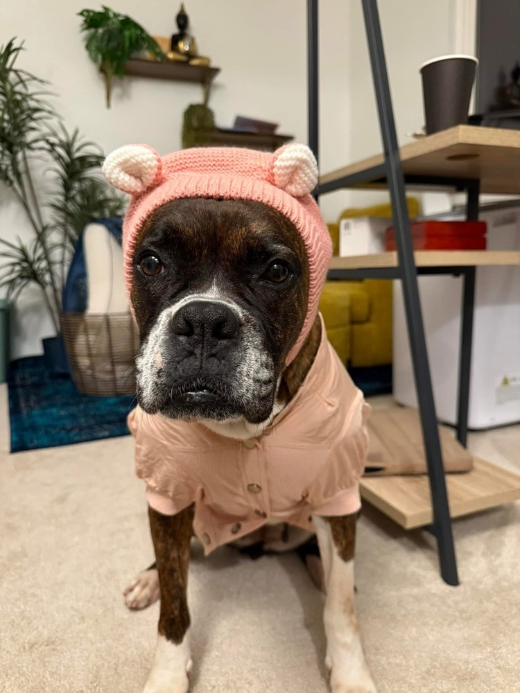 Delia, an adoptable Boxer in Denver, CO, 80209 | Photo Image 3