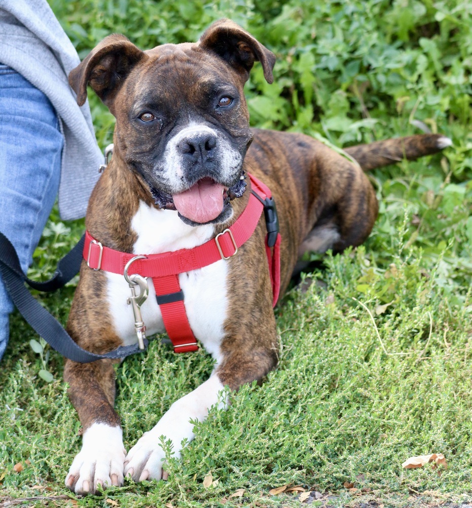 Delia, an adoptable Boxer in Denver, CO, 80209 | Photo Image 4