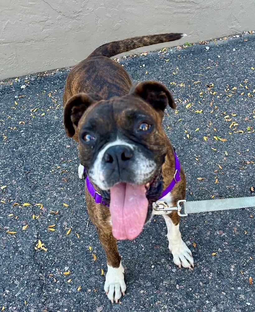 Delia, an adoptable Boxer in Denver, CO, 80209 | Photo Image 5