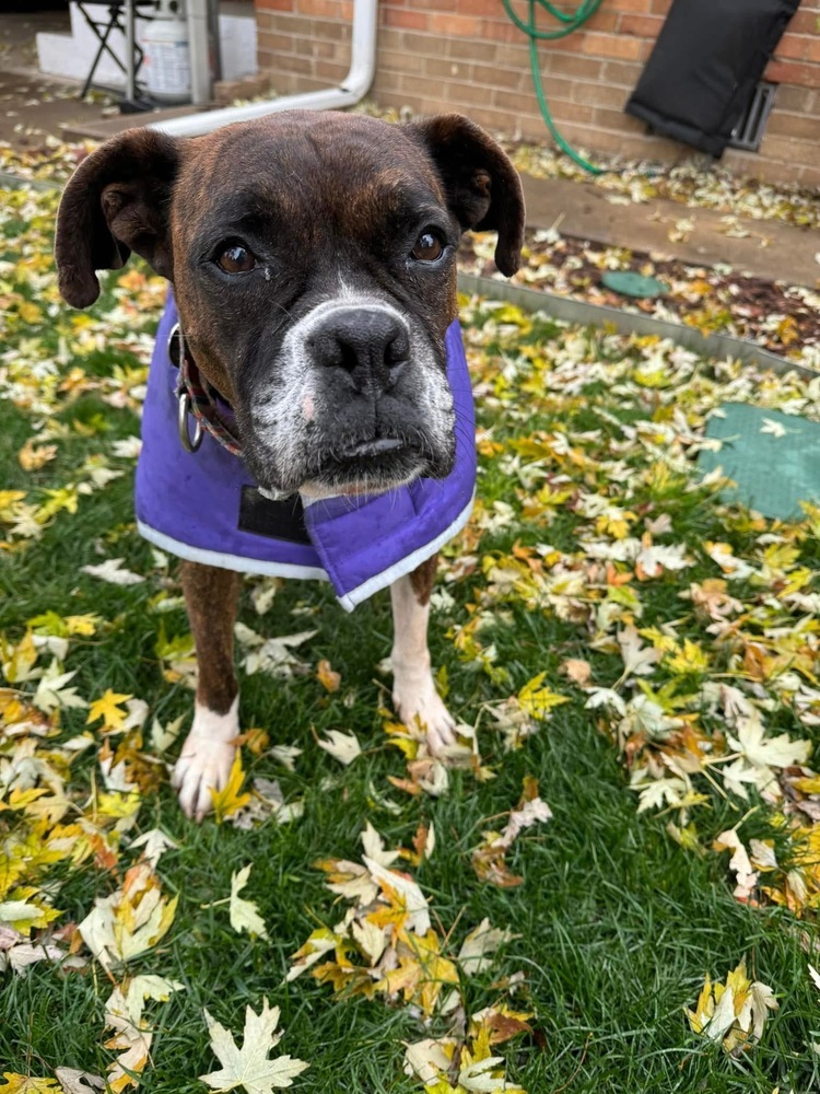 Delia, an adoptable Boxer in Denver, CO, 80209 | Photo Image 6