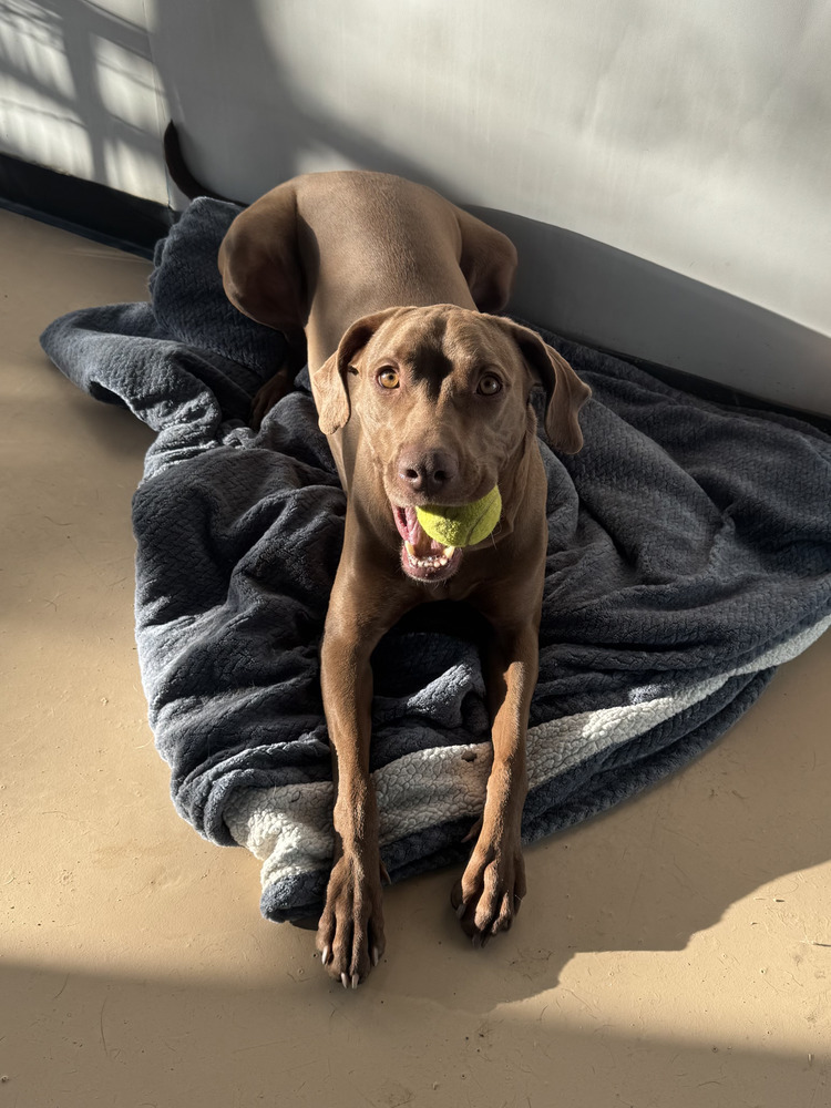 Peanut, an adoptable Weimaraner in Denver, CO, 80209 | Photo Image 1