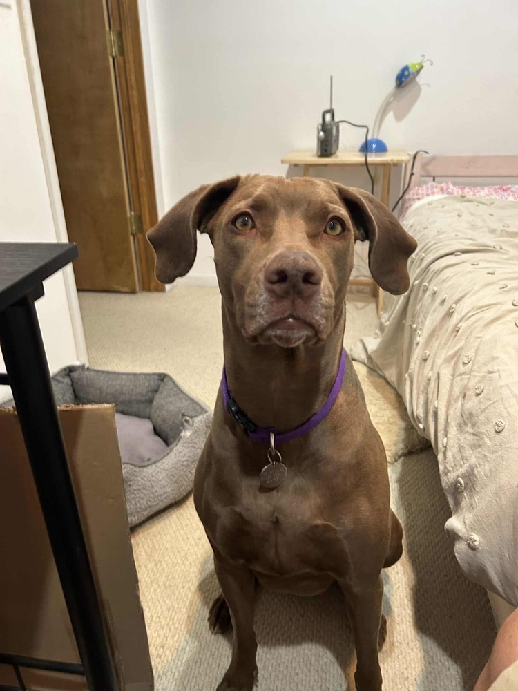 Peanut, an adoptable Weimaraner in Denver, CO, 80209 | Photo Image 1