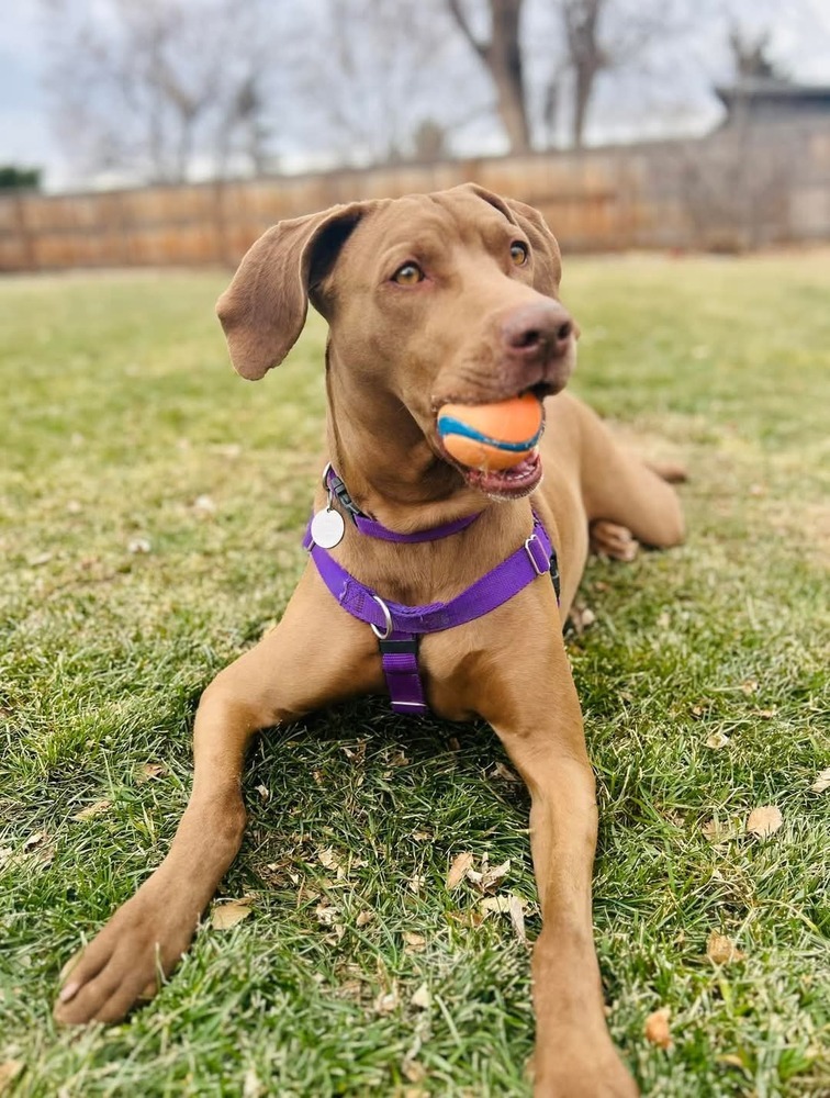 Peanut, an adoptable Weimaraner in Denver, CO, 80209 | Photo Image 2