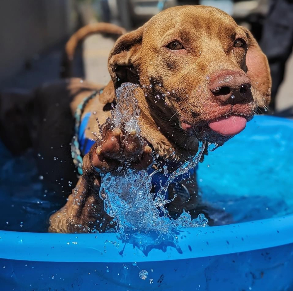 Peanut, an adoptable Weimaraner in Denver, CO, 80209 | Photo Image 3