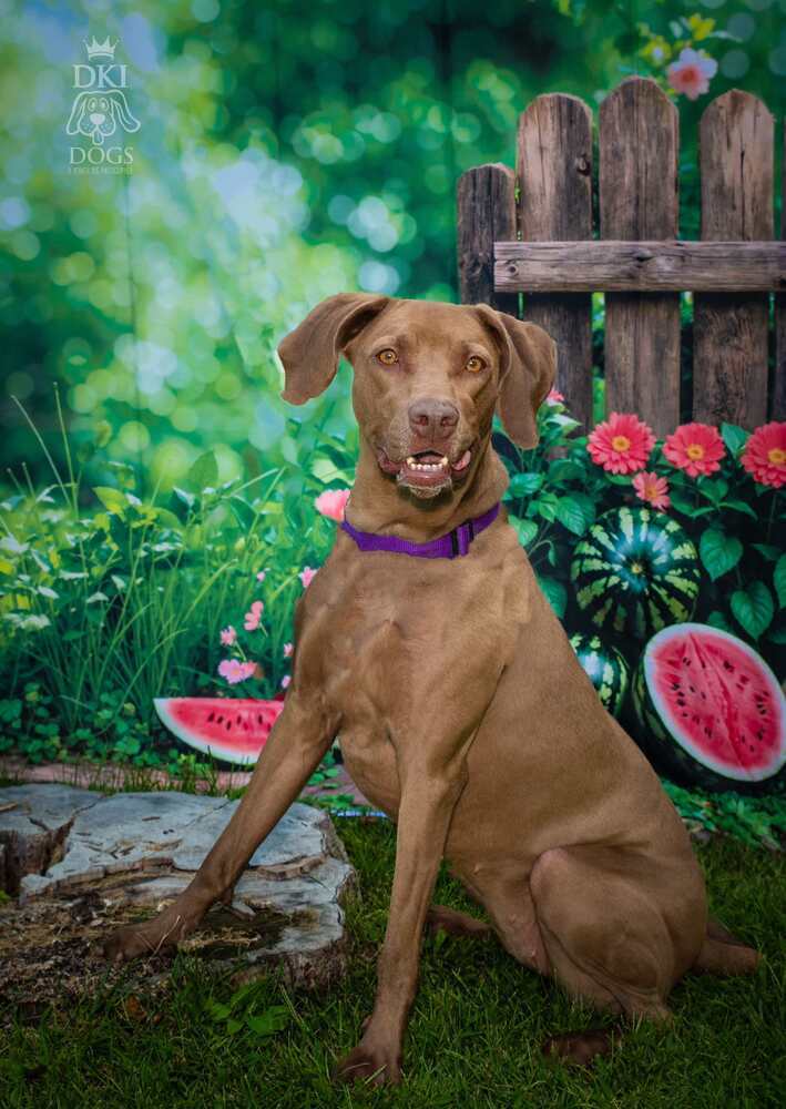 Peanut, an adoptable Weimaraner in Denver, CO, 80209 | Photo Image 3