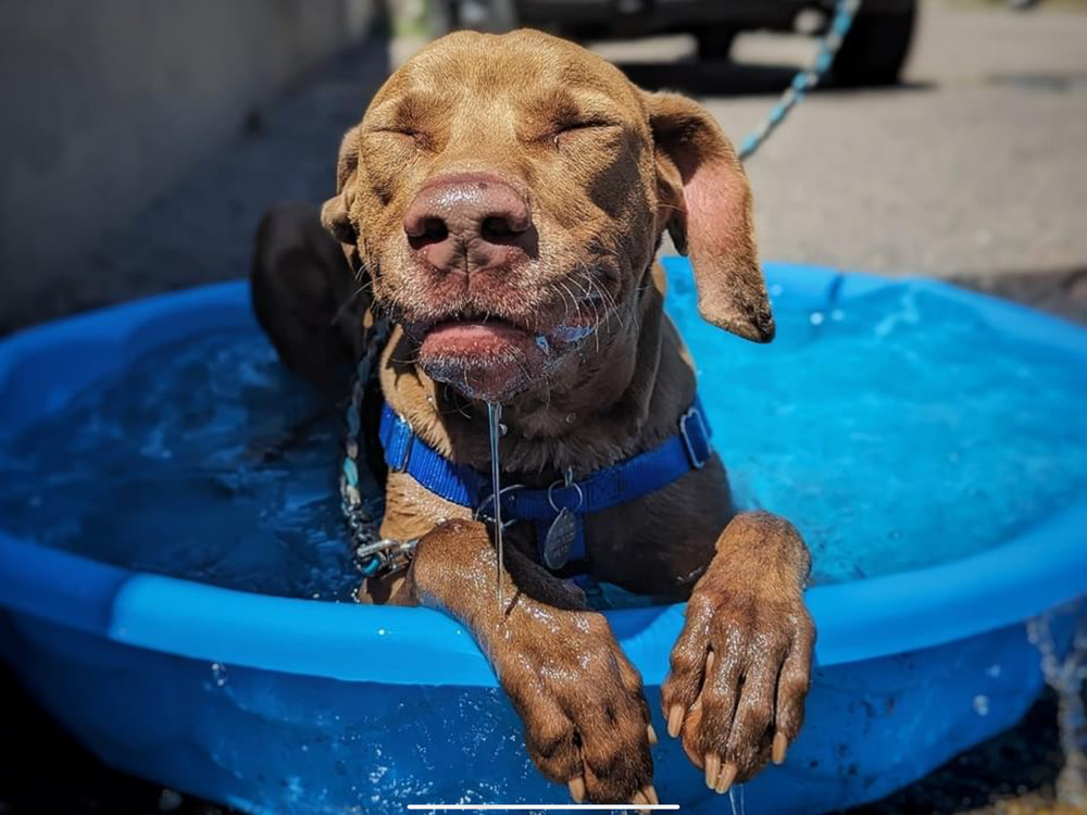Peanut, an adoptable Weimaraner in Denver, CO, 80209 | Photo Image 5