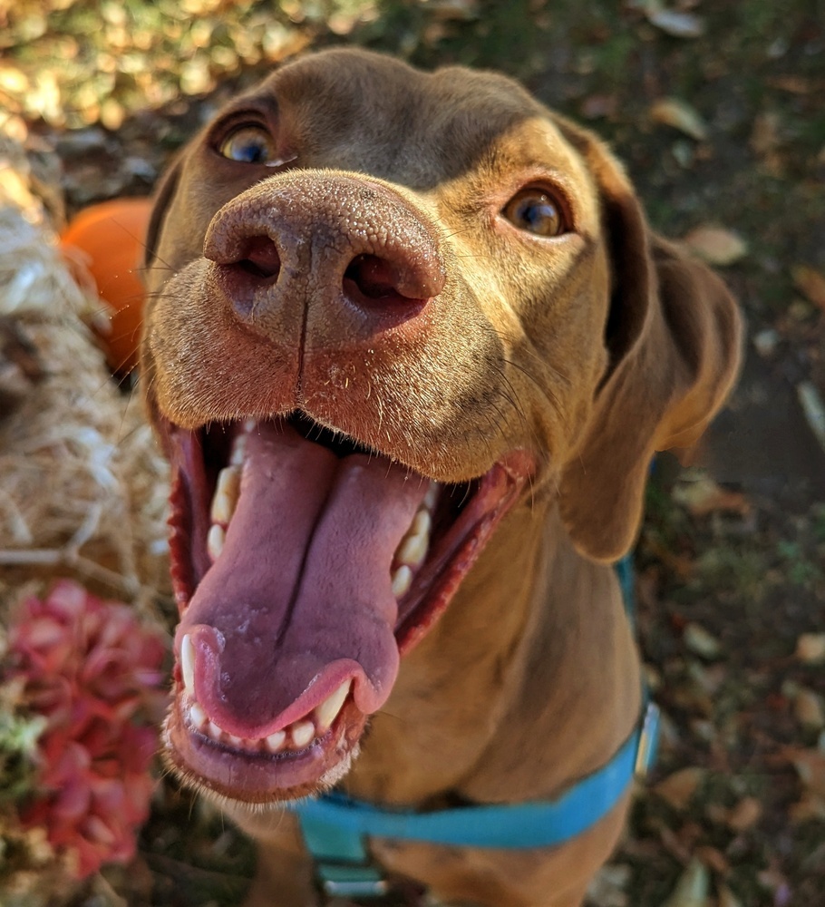 Peanut, an adoptable Weimaraner in Denver, CO, 80209 | Photo Image 6