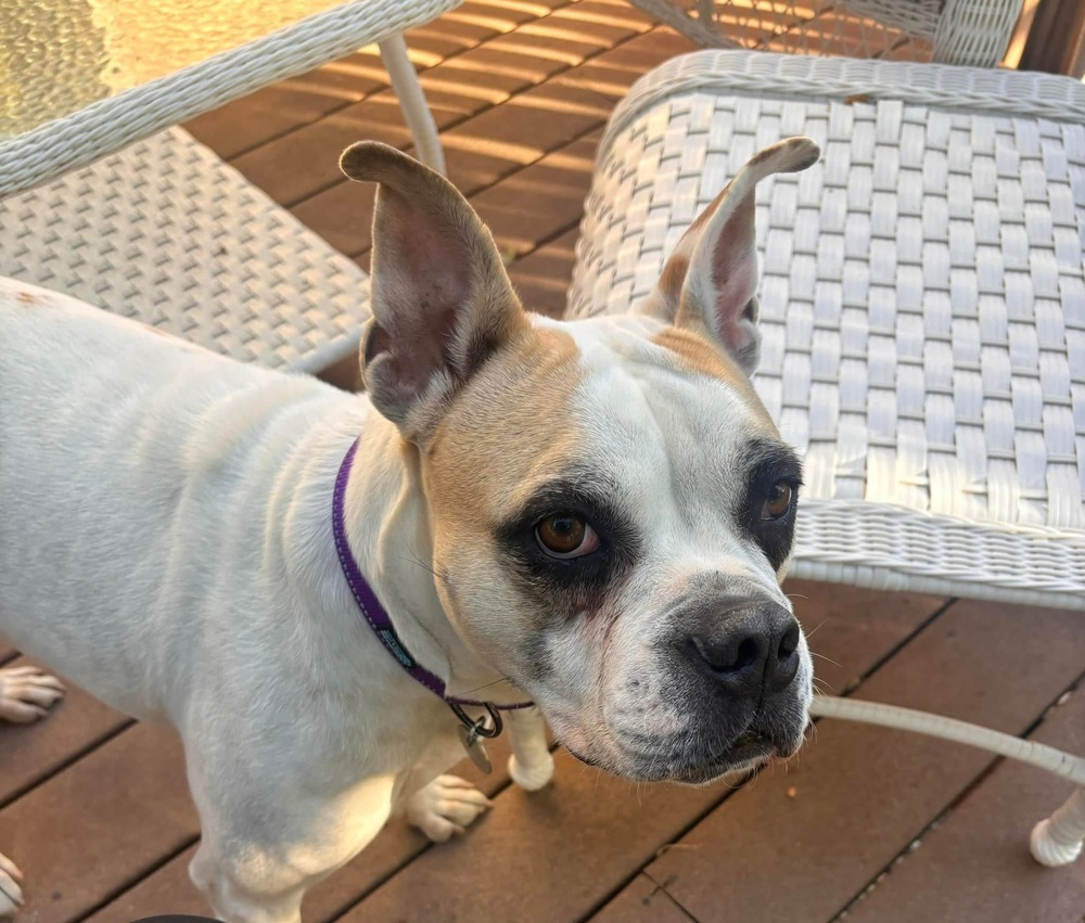 Pina Colada, an adoptable American Bulldog, Boxer in Denver, CO, 80209 | Photo Image 2