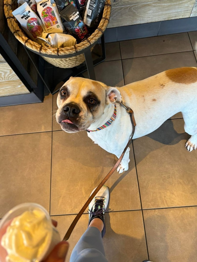 Pina Colada, an adoptable American Bulldog, Boxer in Denver, CO, 80209 | Photo Image 3