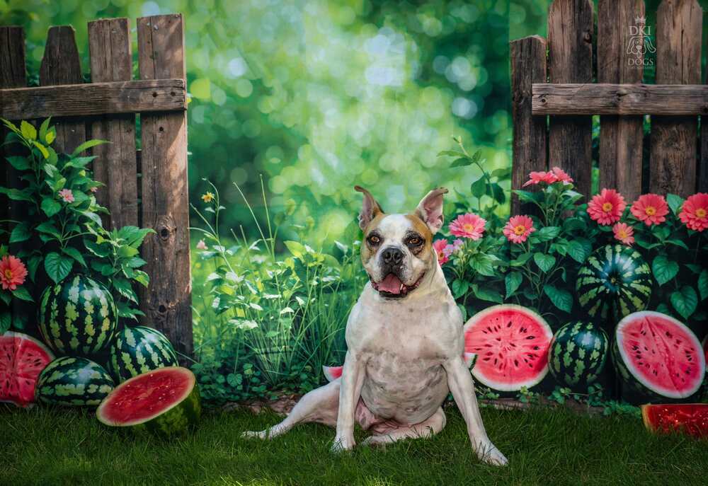 Pina Colada, an adoptable American Bulldog, Boxer in Denver, CO, 80209 | Photo Image 6