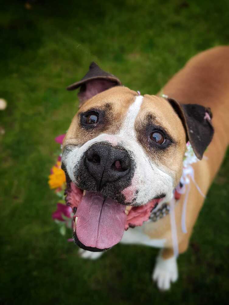 Apollo, an adoptable Pit Bull Terrier, American Staffordshire Terrier in Denver, CO, 80209 | Photo Image 1