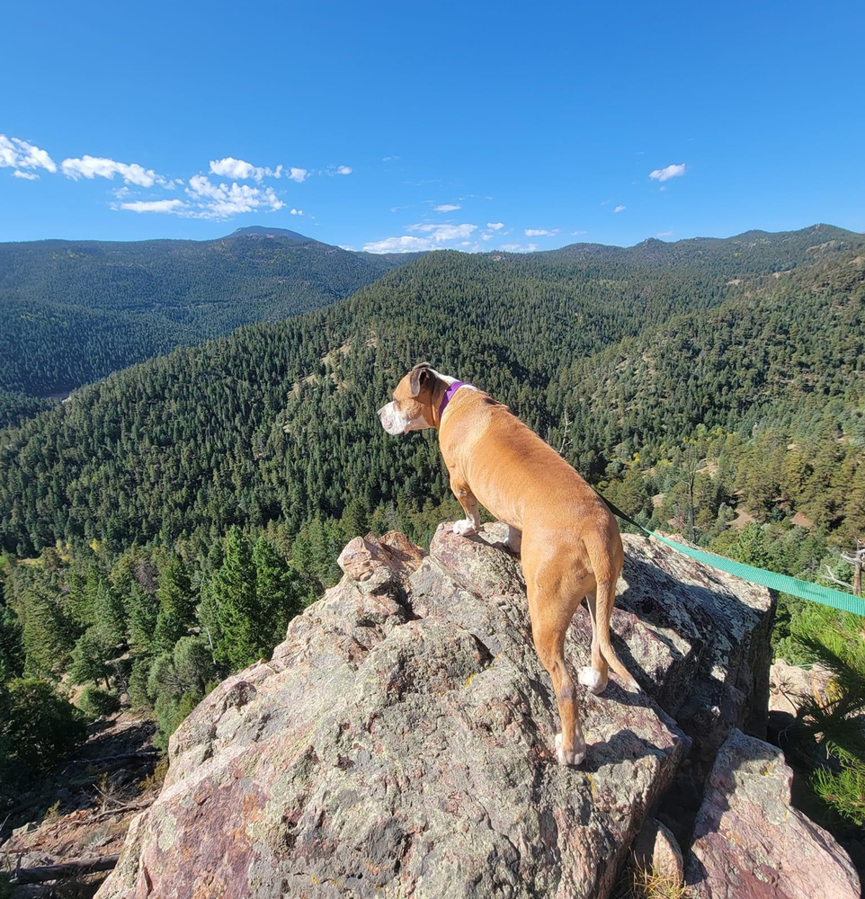 Apollo, an adoptable Pit Bull Terrier, American Staffordshire Terrier in Denver, CO, 80209 | Photo Image 2