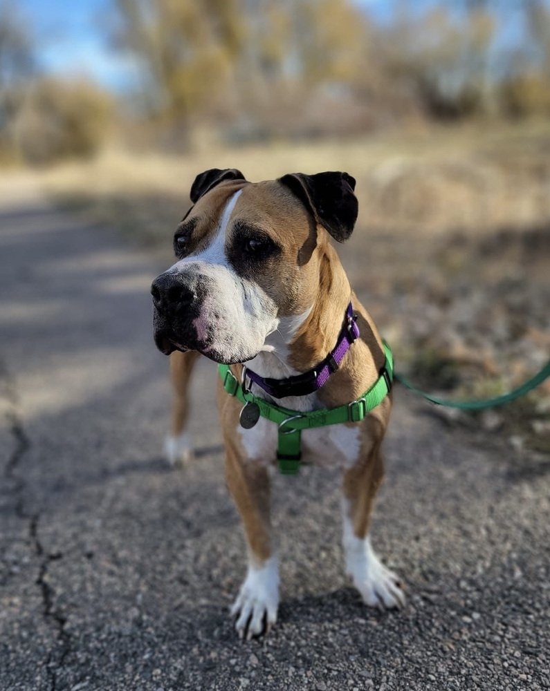 Apollo, an adoptable Pit Bull Terrier, American Staffordshire Terrier in Denver, CO, 80209 | Photo Image 3