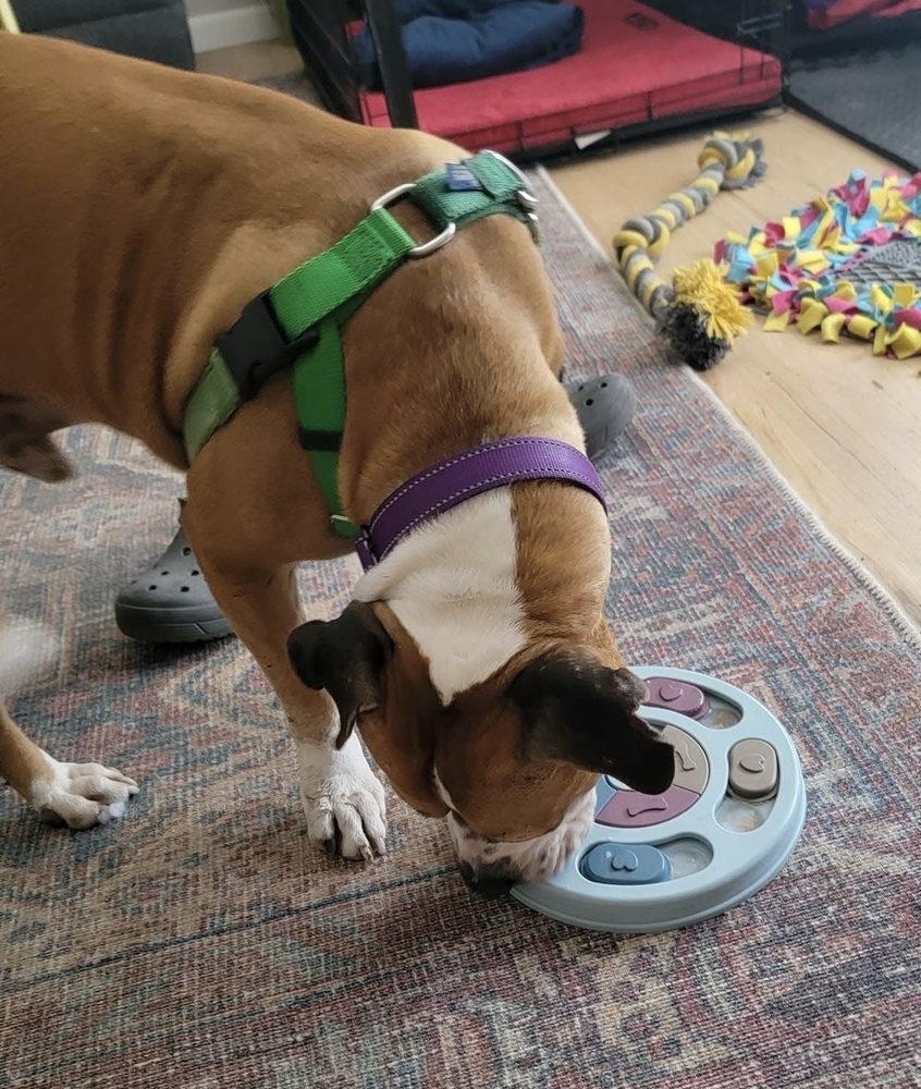 Apollo, an adoptable Pit Bull Terrier, American Staffordshire Terrier in Denver, CO, 80209 | Photo Image 4