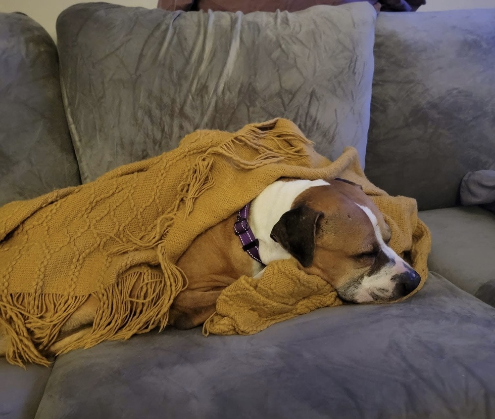 Apollo, an adoptable Pit Bull Terrier, American Staffordshire Terrier in Denver, CO, 80209 | Photo Image 5