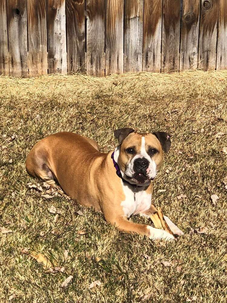Apollo, an adoptable Pit Bull Terrier, American Staffordshire Terrier in Denver, CO, 80209 | Photo Image 6