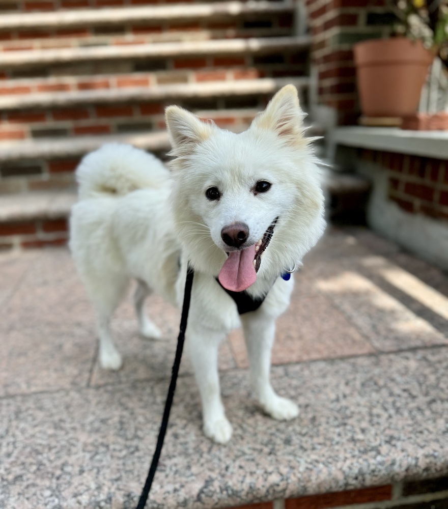 Jupiter, an adoptable Spitz in Long Island City, NY, 11101 | Photo Image 1