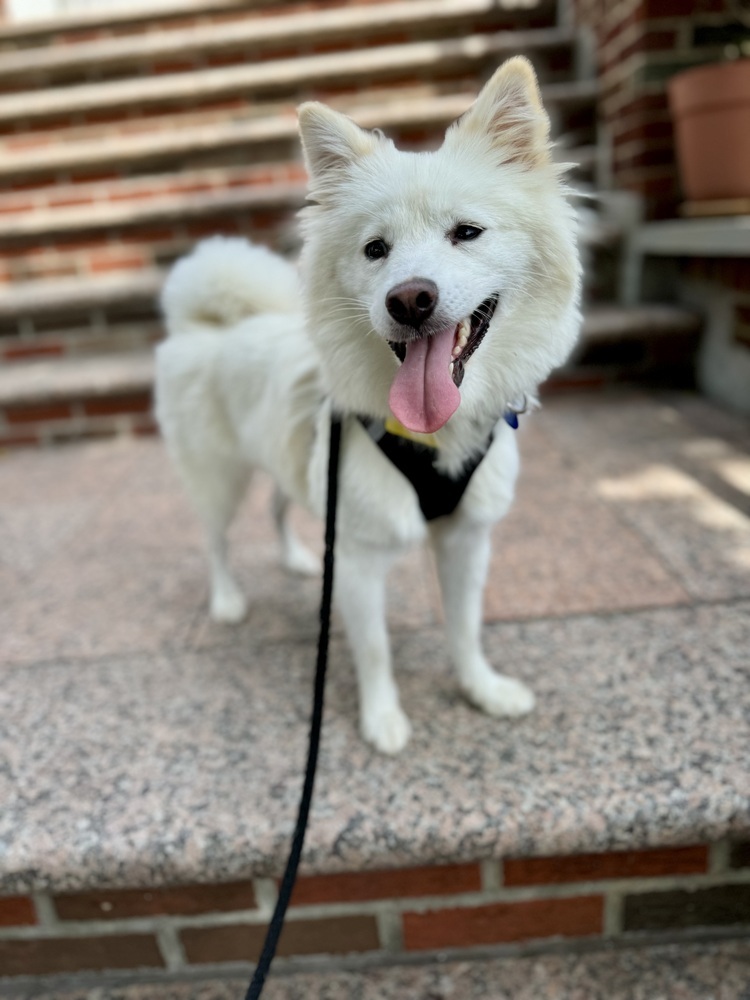 Jupiter, an adoptable Spitz in Long Island City, NY, 11101 | Photo Image 5