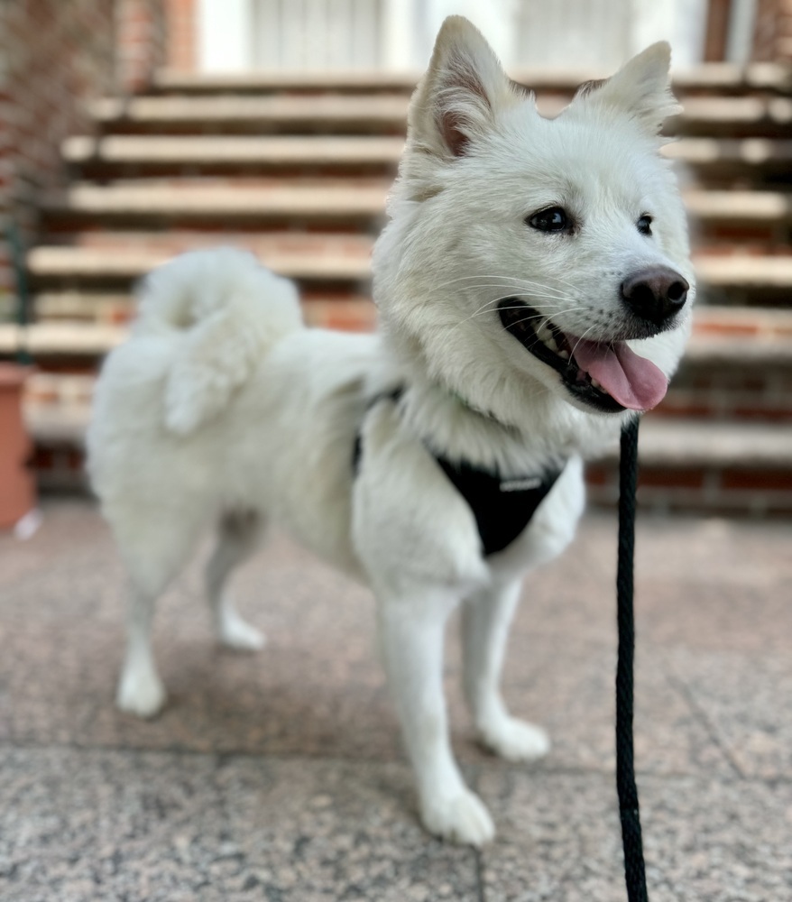 Jupiter, an adoptable Spitz in Long Island City, NY, 11101 | Photo Image 6