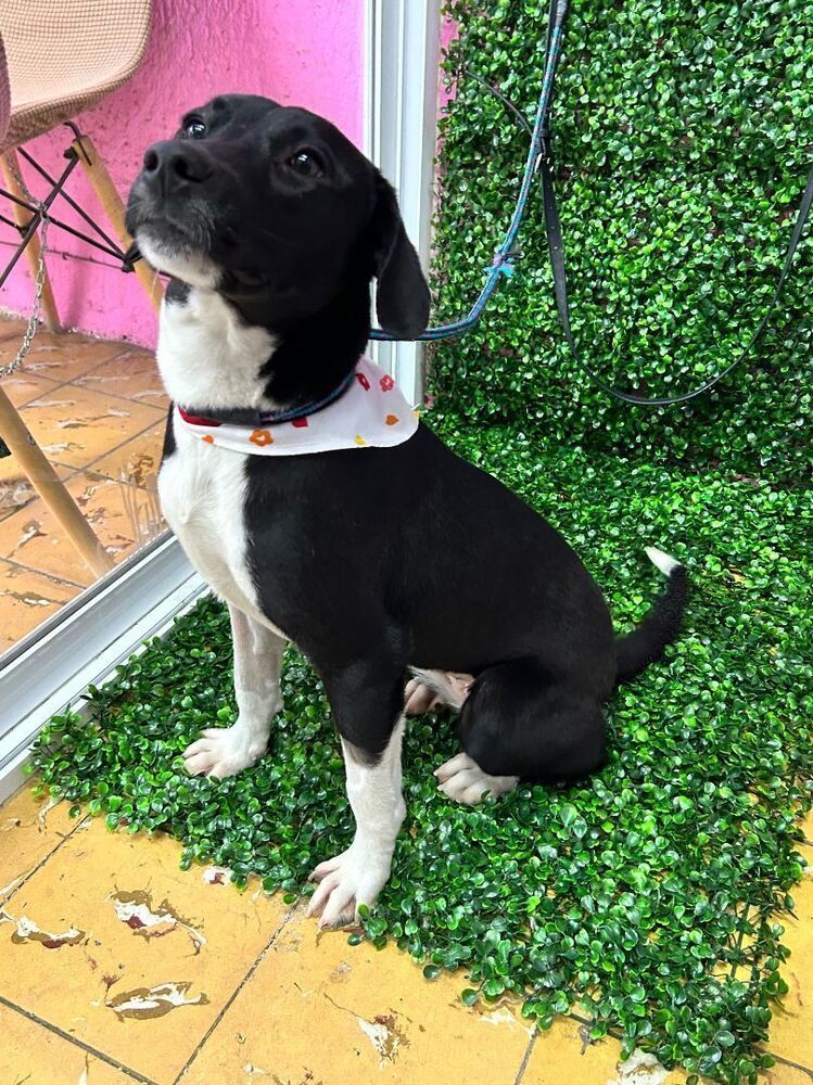 NADIA, an adoptable Labrador Retriever in Auburn, WA, 98092 | Photo Image 3