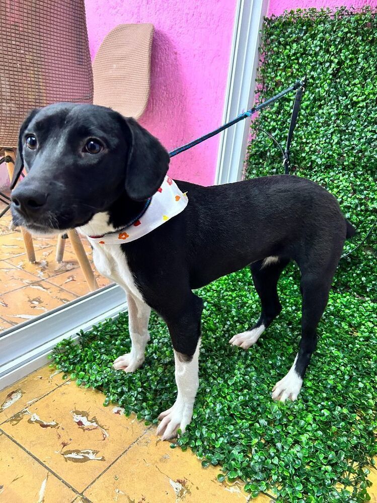 NADIA, an adoptable Labrador Retriever in Auburn, WA, 98092 | Photo Image 5