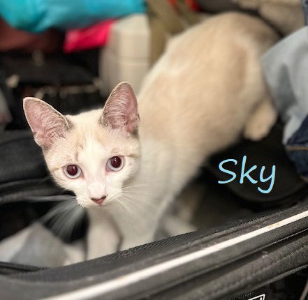 Sky #fabulous-four, an adoptable Snowshoe, Siamese in Houston, TX, 77005 | Photo Image 2