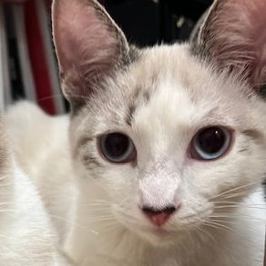 Sky #fabulous-four, an adoptable Snowshoe, Siamese in Houston, TX, 77005 | Photo Image 6